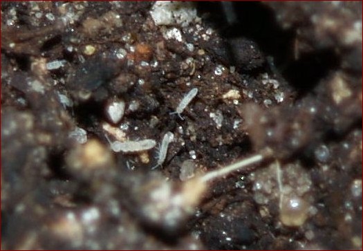 Małe białe robaczki w doniczce - Jak pozbyć się tych szkodników raz na zawsze?