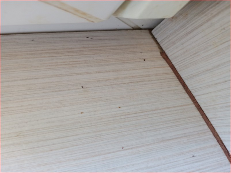 Małe czarne robaczki na liściach - jak skutecznie zwalczyć te niszczycielskie szkodniki?