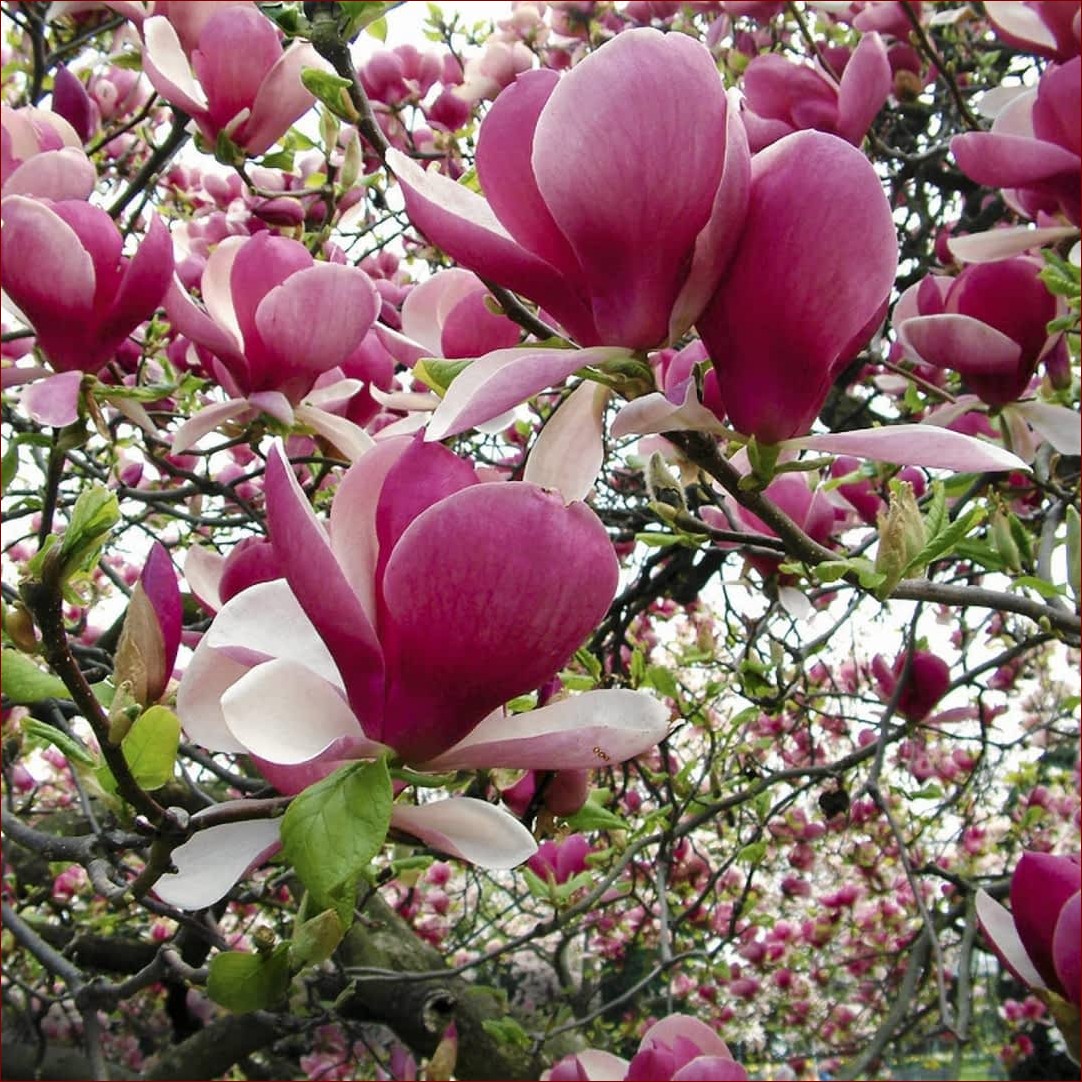 Magnolia Duże Drzewo - Majestatyczny Olbrzym Ogrodów, Arcydzieło Natury