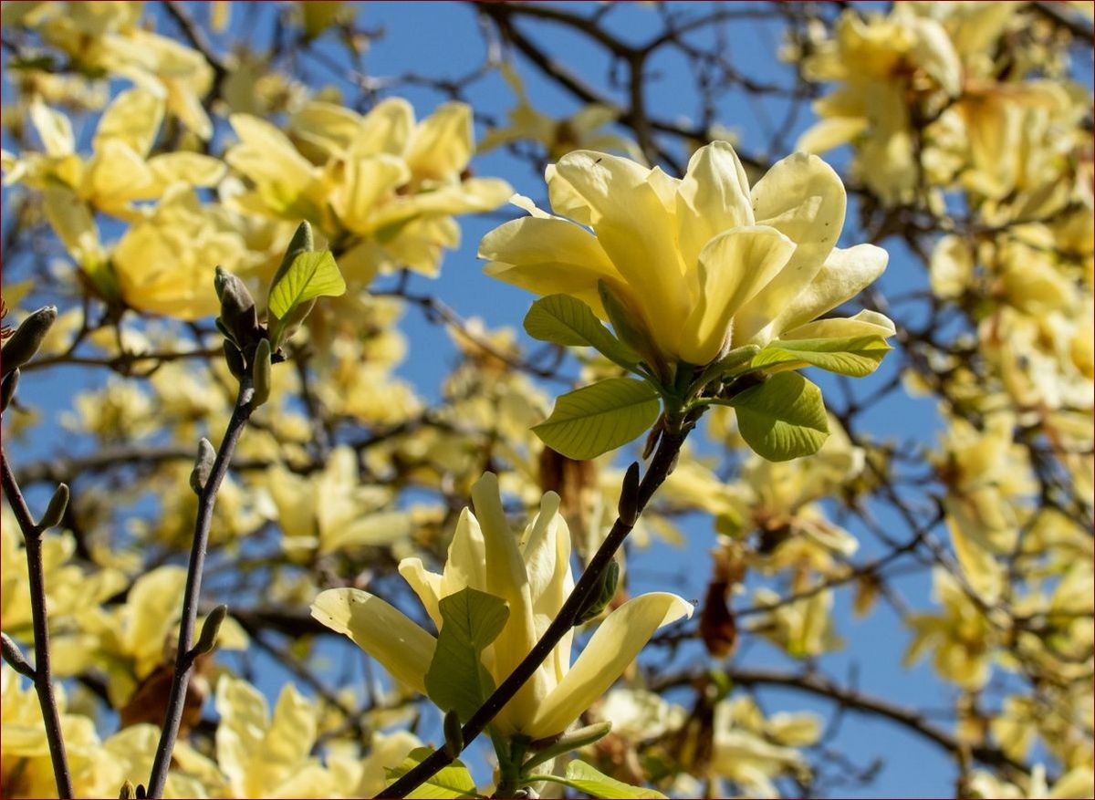 Magnolia jaka ziemia? Poznaj sekret gleby idealnej dla tych pięknych krzewów