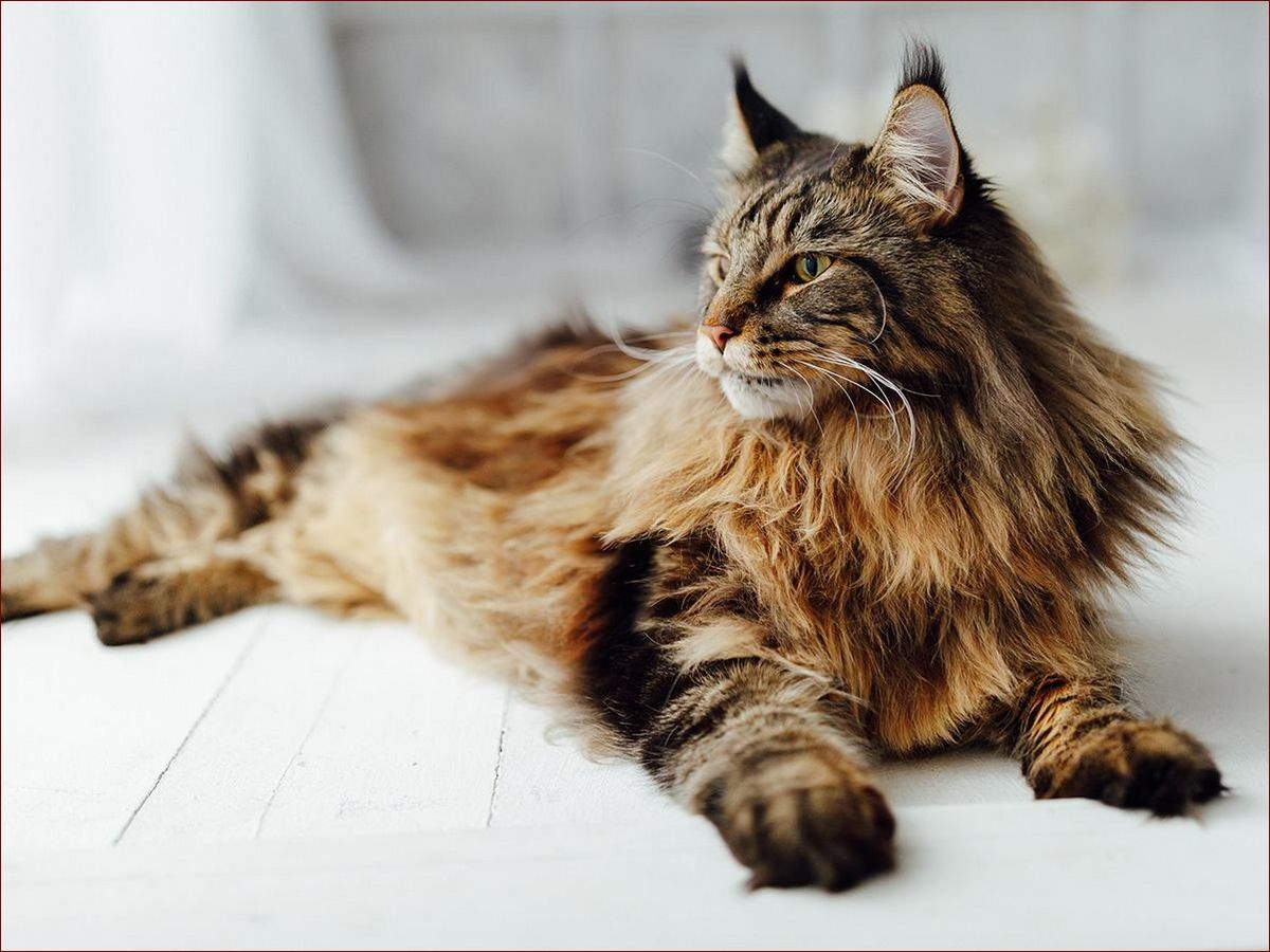 Maine Coon Największy - Poznaj Majestatyczne Rozmiary Tej Legendarnej Rasy Kotów