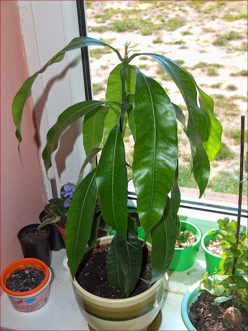 Mango w doniczce: Jak uprawiać egzotyczne owoce w domowym zaciszu