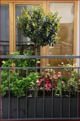 Mini drzewka na balkon – Przekształć swoją przestrzeń w zielony azyl