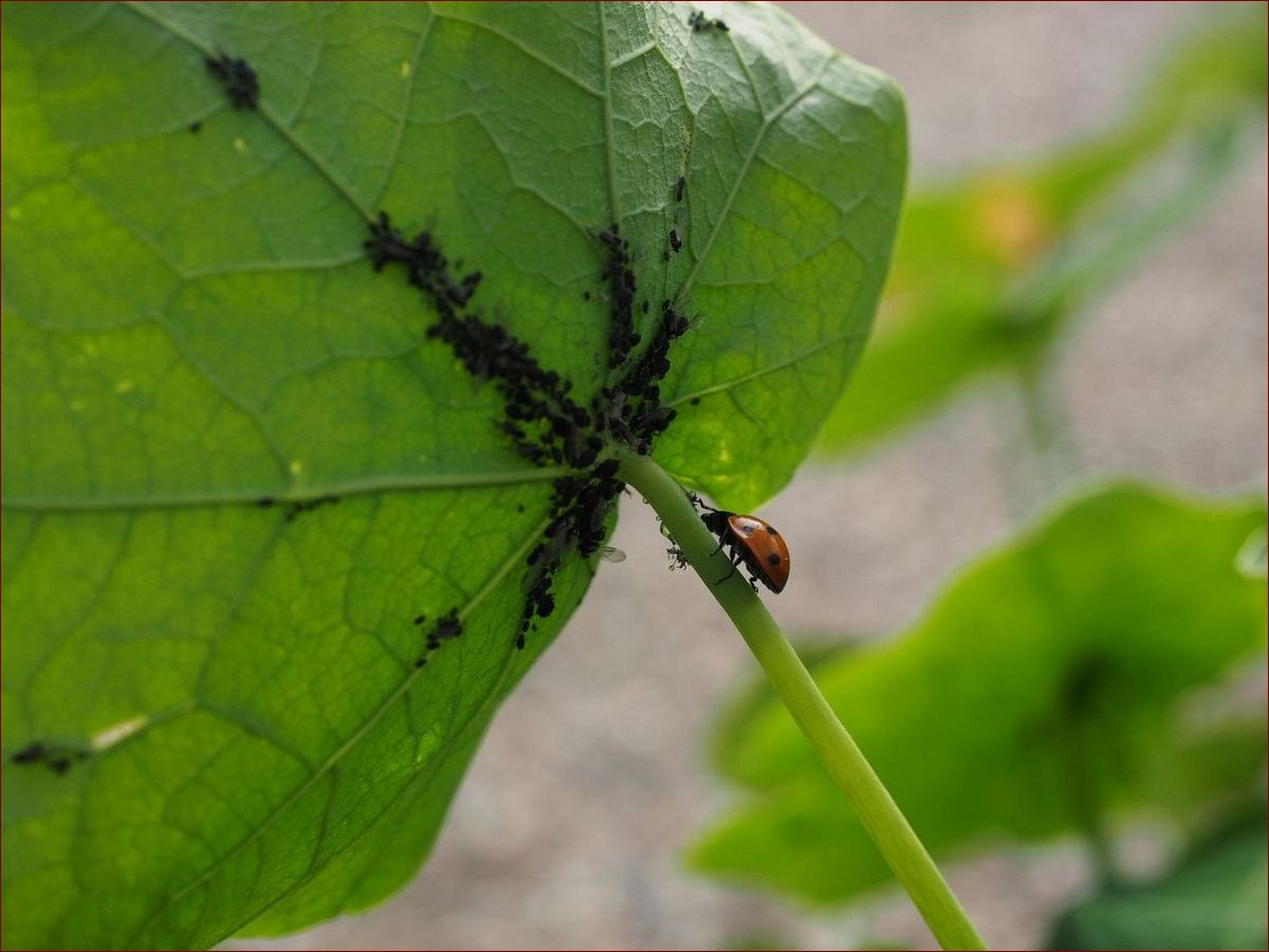 Mleko na mszyce - genialny, naturalny sposób na pozbycie się uciążliwych szkodników