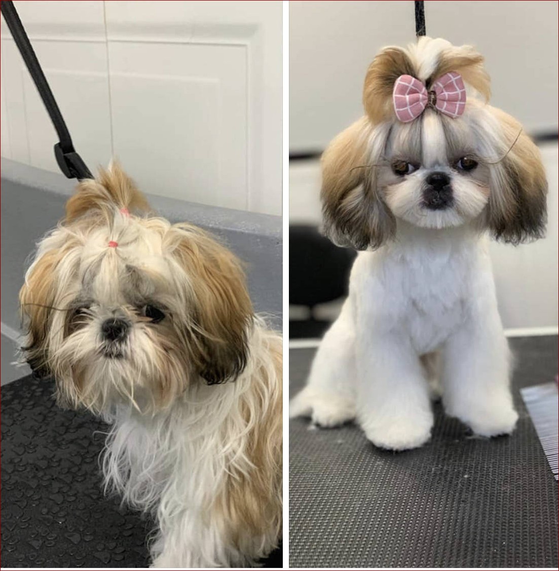 Modne fryzury shih tzu – Stylowe i puchate inspiracje dla Twojego pupila
