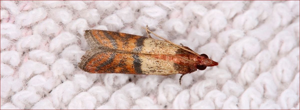 Mole ubraniowe i jaja moli - jak rozpoznać, usunąć i zapobiec zniszczeniom?