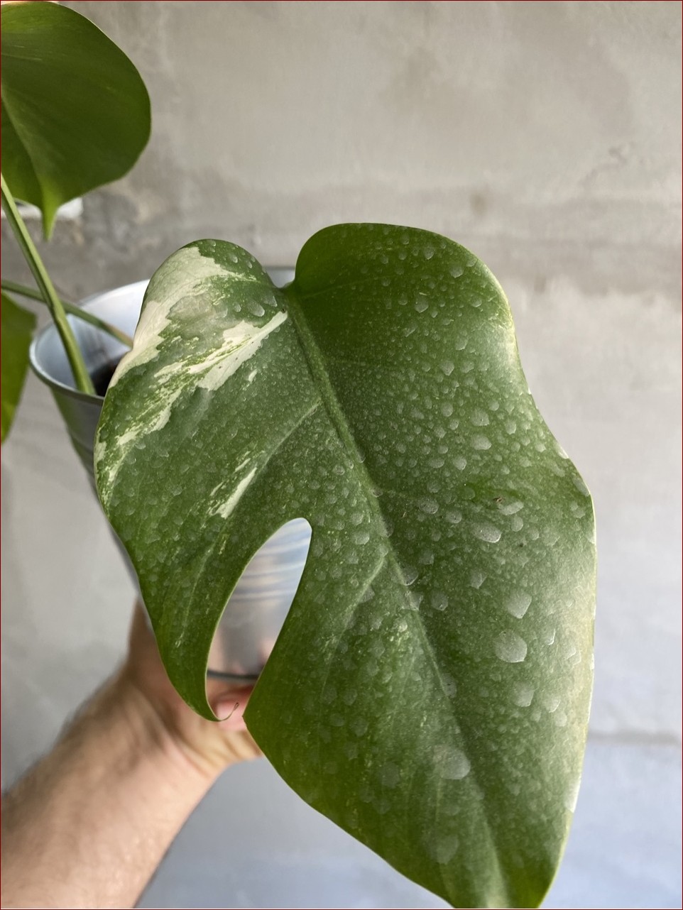 Monstera brązowe liście? 7 skutecznych sposobów na przywrócenie zieleni