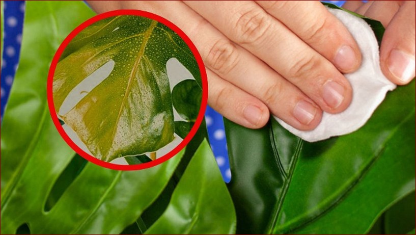 Monstera żółte liście - poznaj przyczyny i skuteczne rozwiązania!