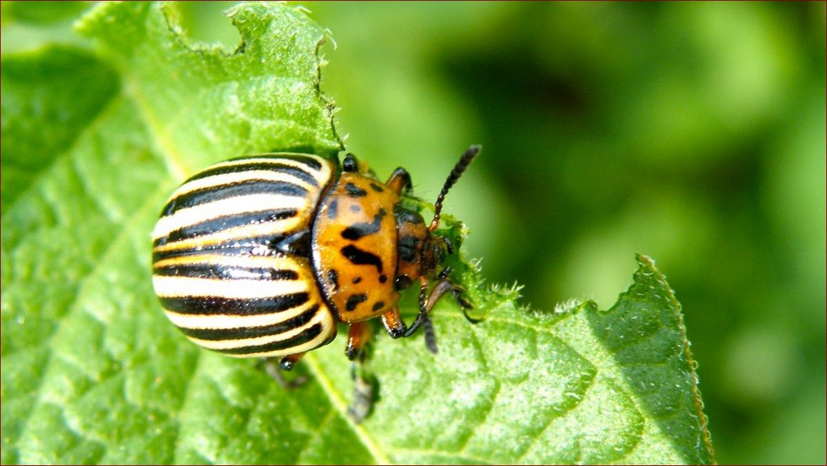 Mszyca na koperku - Jak pozbyć się tego szkodnika raz na zawsze?