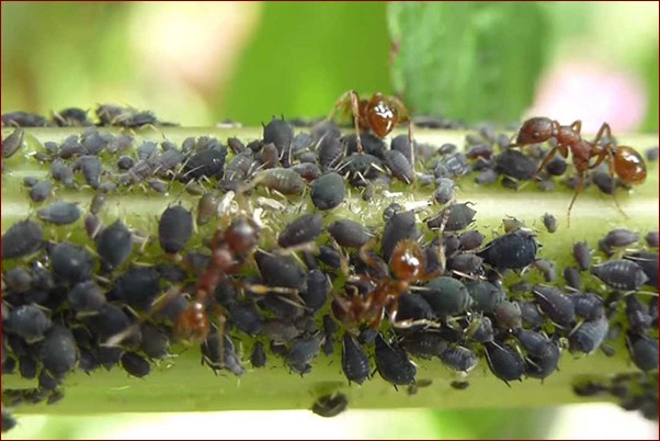 Mszyca na koperku - Jak pozbyć się tego szkodnika raz na zawsze?