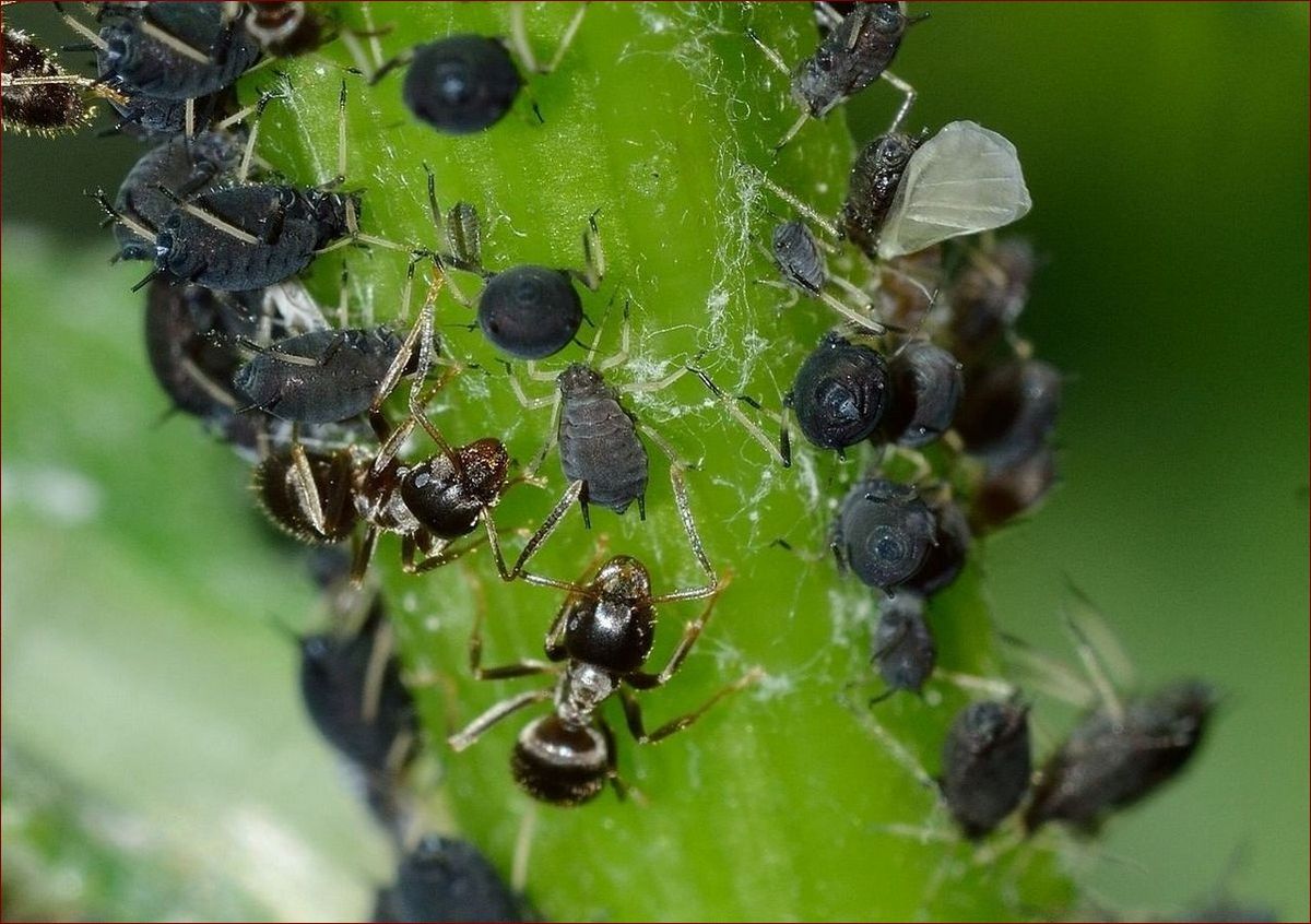 Mszyca na koperku - Jak pozbyć się tego szkodnika raz na zawsze?