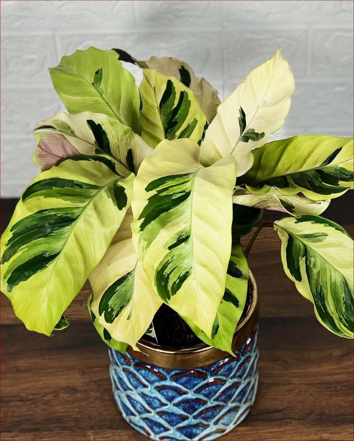 Mszyce - skąd się biorą te niechciane szkodniki i jak sobie z nimi radzić?