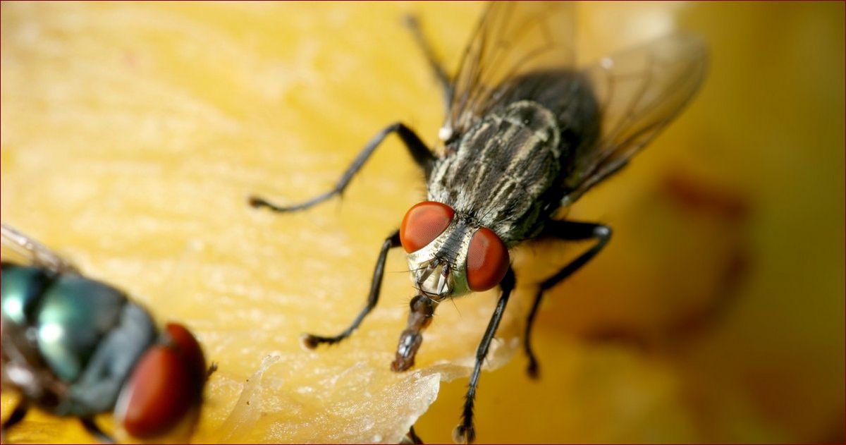 Muchy w domu? Sprawdzone sposoby, jak się ich skutecznie pozbyć raz na zawsze!