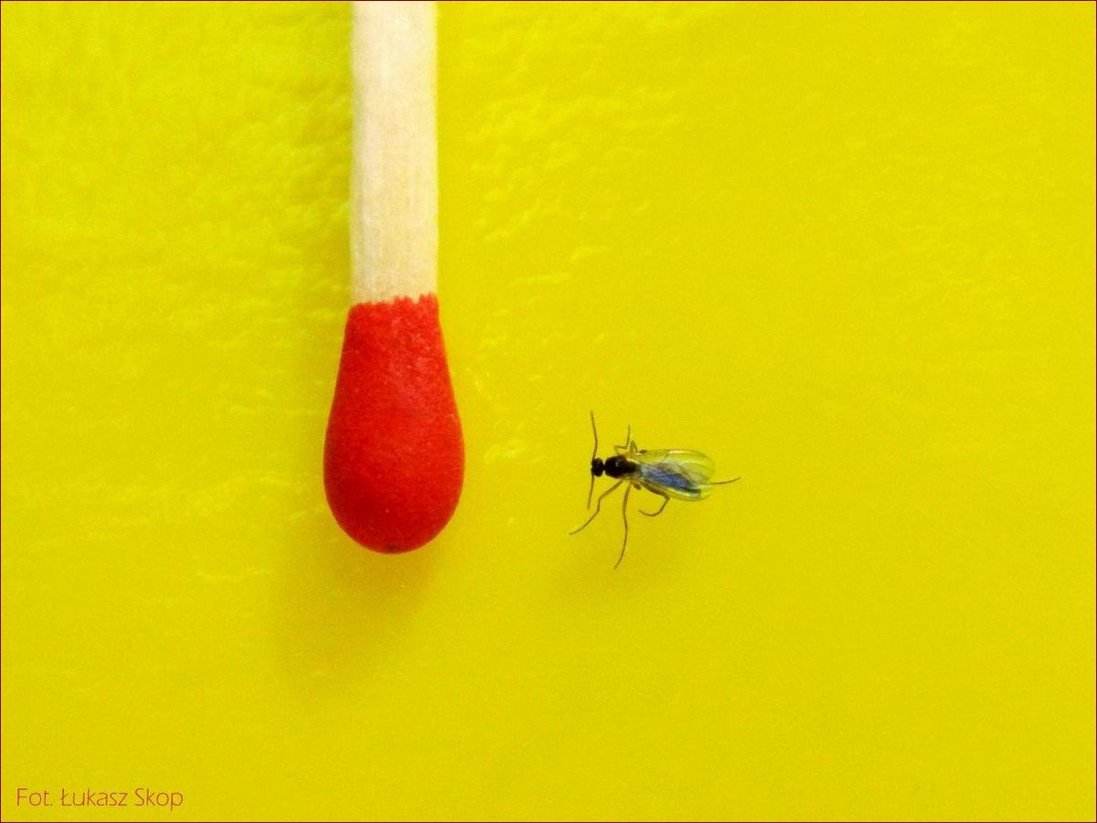 Muszki w Kwiatach - Natura w Całej Okazałości! Odkryj Niezwykłą Symbiozę