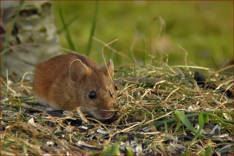Mysz polna w domu? Poznaj 7 skutecznych sposobów na pozbycie się gryzoni