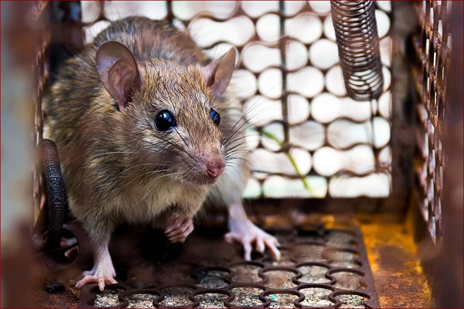 Myszy w domu? Poznaj 7 skutecznych sposobów na pozbycie się tych niechcianych lokatorów!