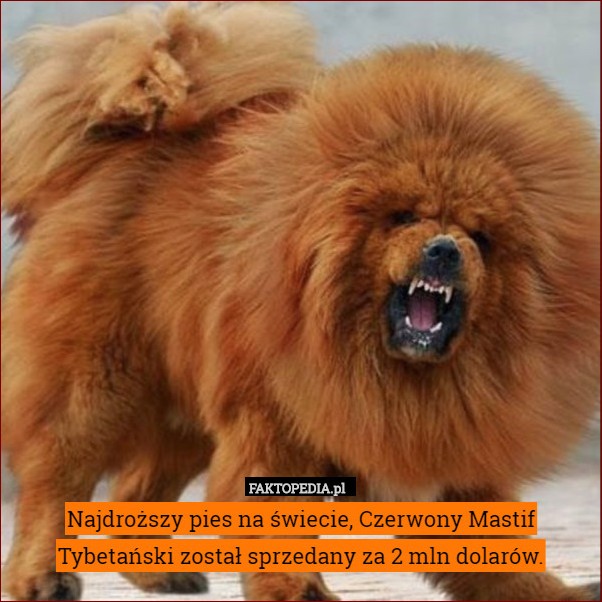 Najdroższy pies świata - Odkryj Szokujące Ceny Zwierzęcych Ikon Luksusu!