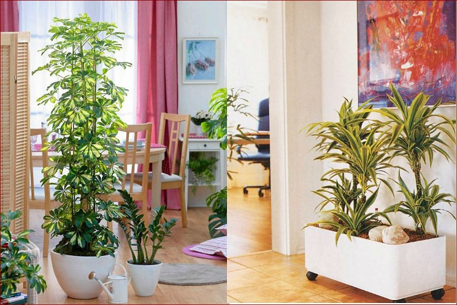 Najpiękniejsze kwiaty doniczkowe do domu - odkryj sekrety zielonych oaz we wnętrzach