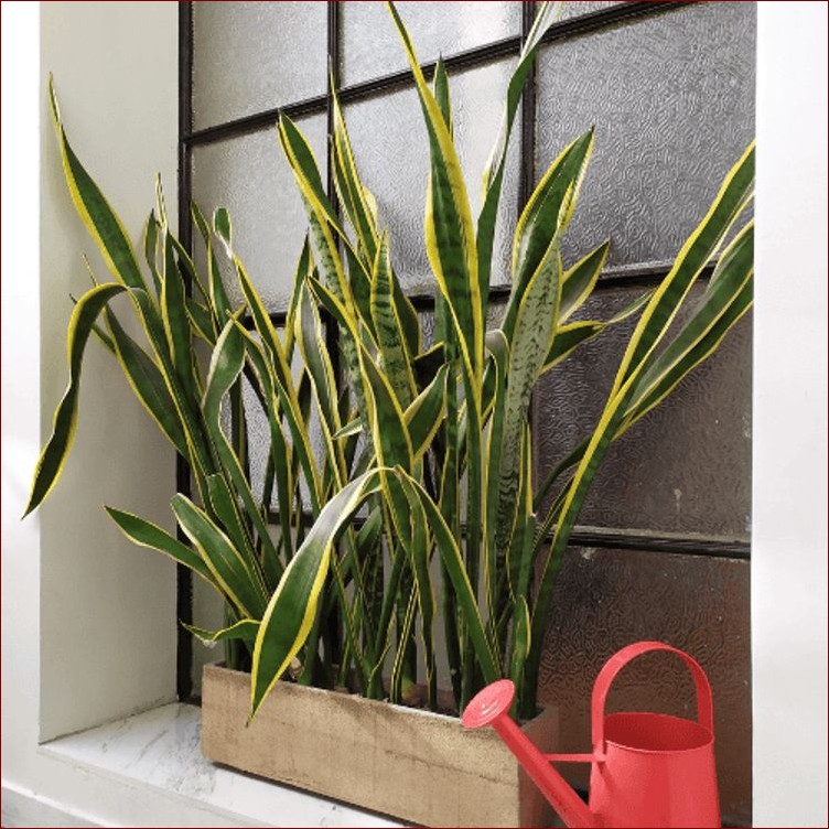 Nawóz do sansewierii - Klucz do zdrowych i pięknych węży w domu