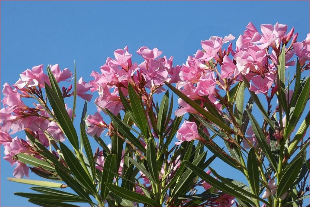 Oleander kiedy kwitnie? Odkryj sekrety jego letniego piękna!