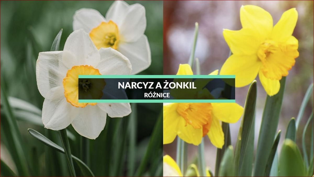 Żonkil a Narcyz: Odkryj Subtelne Różnice Tych Wiosennych Kwiatów o Bogatej Symbolice