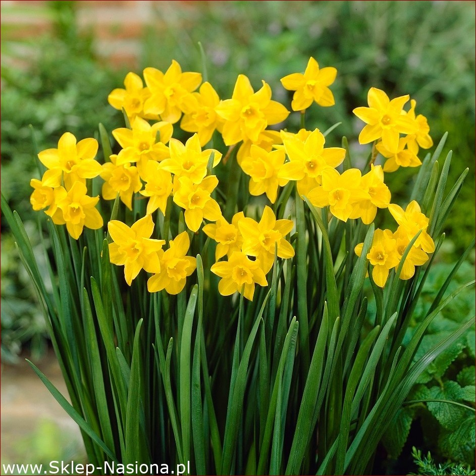 Żonkil a Narcyz: Odkryj Subtelne Różnice Tych Wiosennych Kwiatów o Bogatej Symbolice