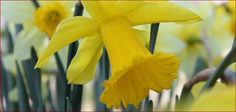 Żonkil a Narcyz: Odkryj Subtelne Różnice Tych Wiosennych Kwiatów o Bogatej Symbolice