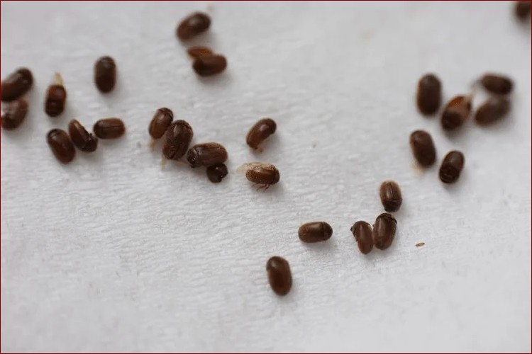 Opuchlak w domu – Twój zaciekły niepożądany lokator. Sprawdź, jak się go pozbyć!