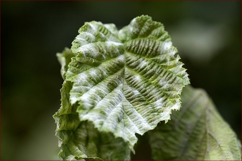 Żółta pleśń w doniczce - kompletny przewodnik: jak ją rozpoznać i się jej pozbyć