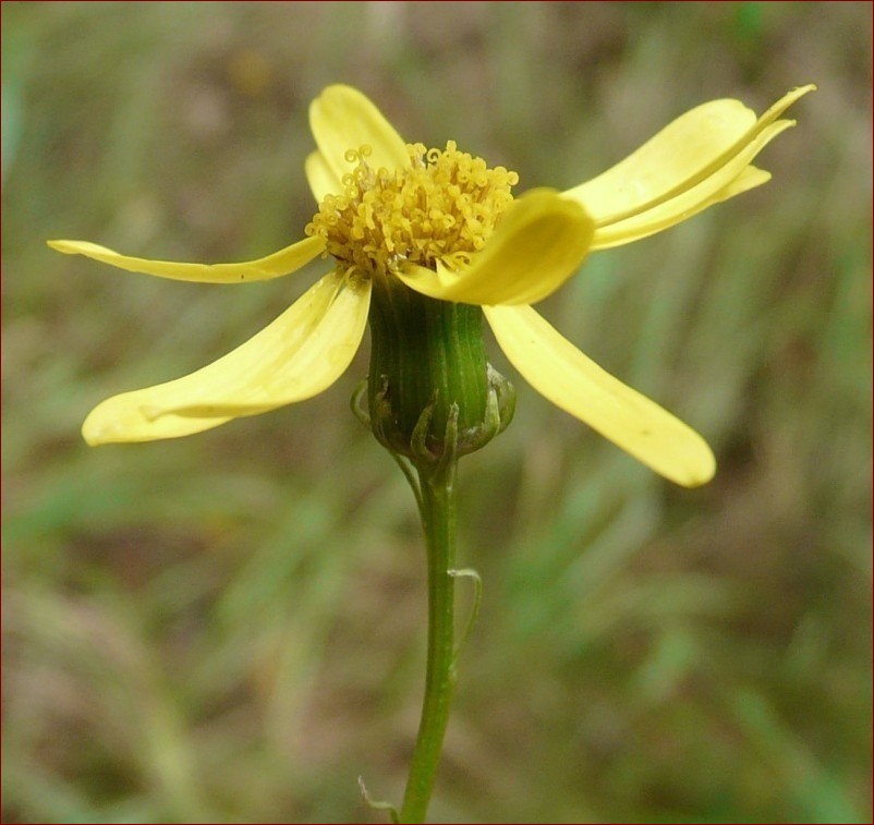 Żółta roślina polna: odkryj naturalne piękno i tajemnice łąkowych cudów