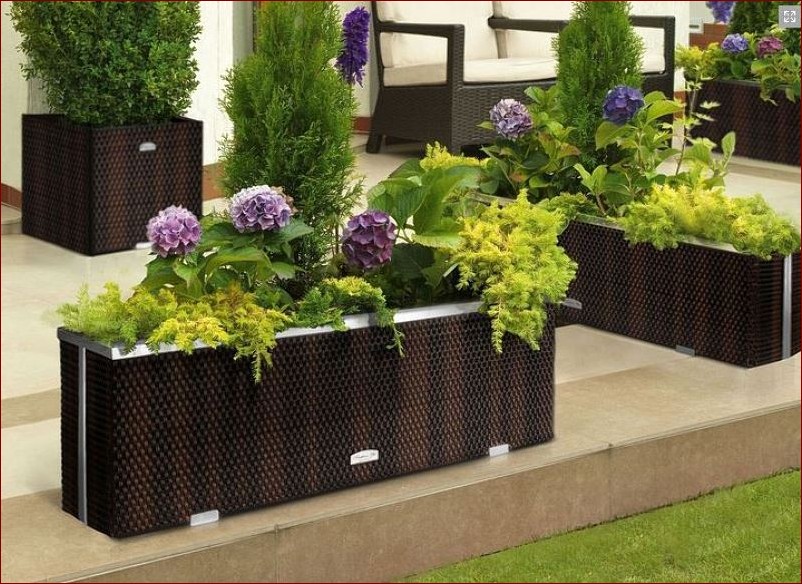 Żółte kwiaty na balkon: stworzyć słoneczną oazę w mieście