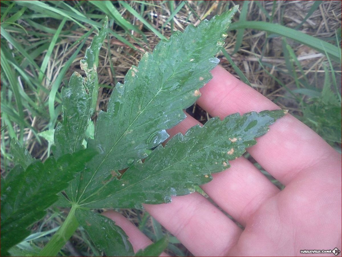 Żółte plamy na białych butach? Sprawdź 10 skutecznych sposobów, aby je usunąć!