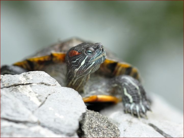 Żółwie wodno-lądowe – gatunki, siedliska i wymagania tych niesamowitych gadów