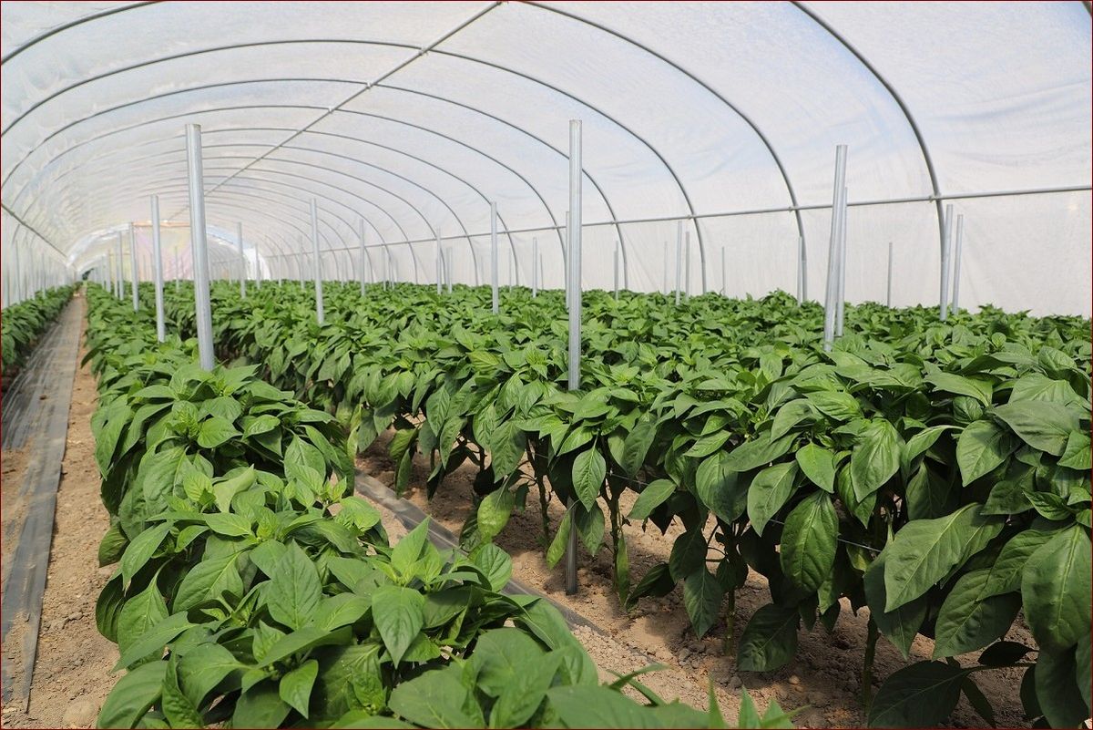 Papryka dobre sąsiedztwo - jak wzmocnić plony dzięki odpowiednim sąsiadom?