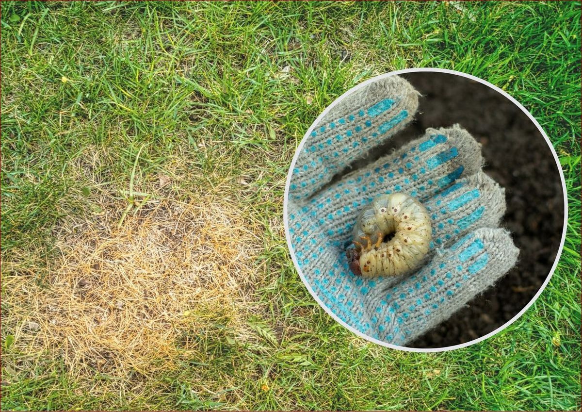 Pędraki w ziemi - nieocenieni sprzymierzeńcy ogrodników. Odkryj ich znaczenie!