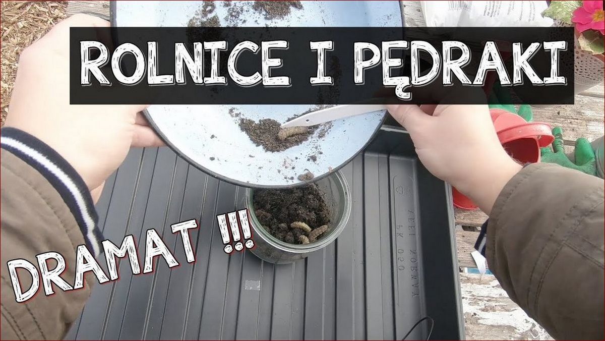 Pedraki w trawie: Jak raz na zawsze pozbyć się tych niszczycieli murawy?