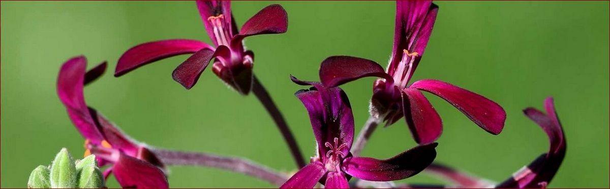 Pelargonia afrykańska właściwości - odkryj sekretne moce tej niezwykłej rośliny