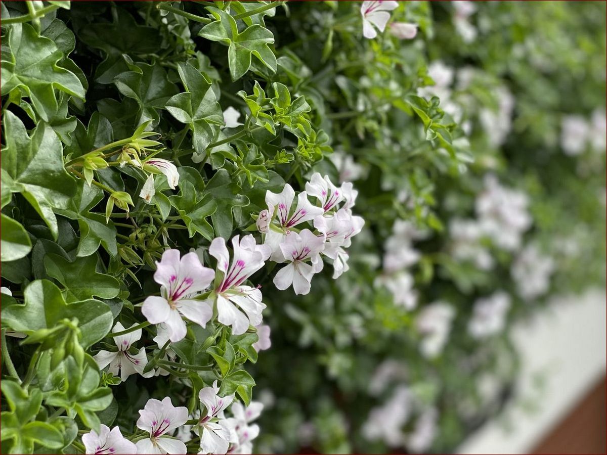 Pelargonia bluszczolistna biała – królowa zwisających kwiatów na balkon