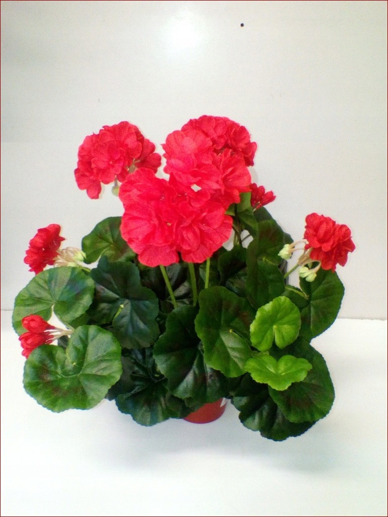 Pelargonia w domu - Sekrety Niezawodnej Pielęgnacji dla Bujnego Kwitnienia