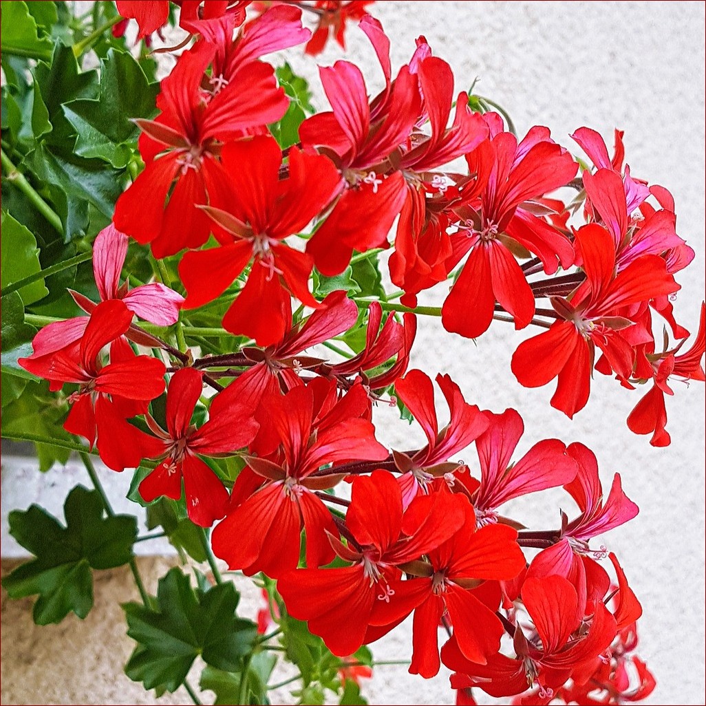 Pelargonia zwisająca pełna: Kaskady kolorów na Twoim balkonie!