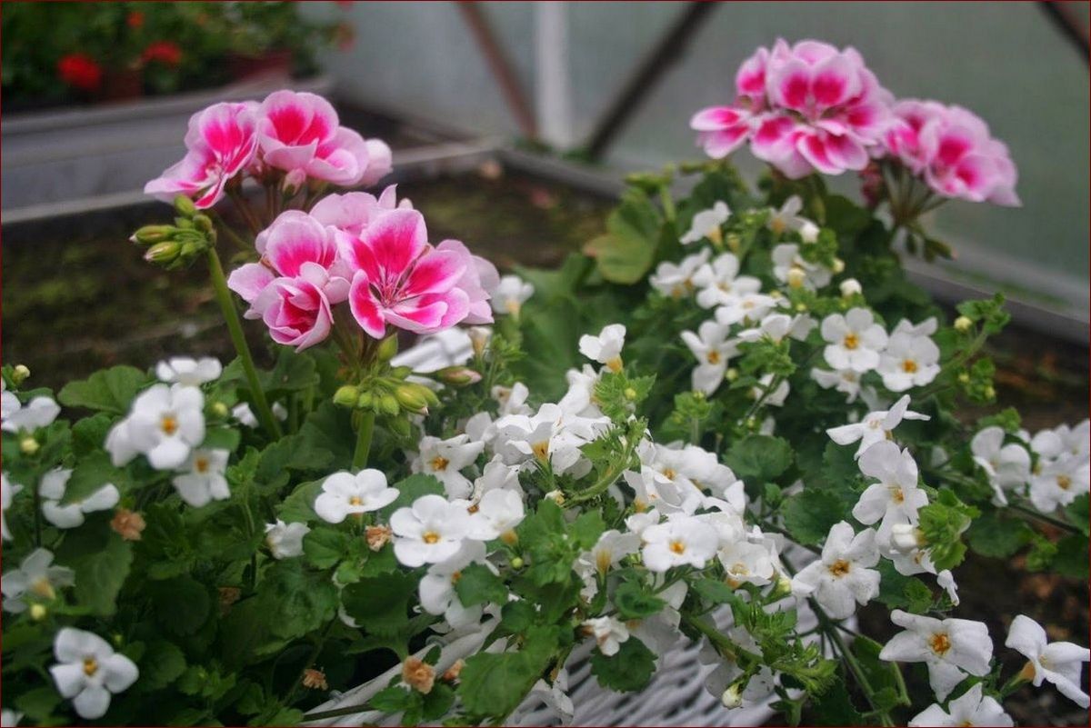 Pelargonie z czym łączyć, by stworzyć bajeczne kompozycje w ogrodzie?