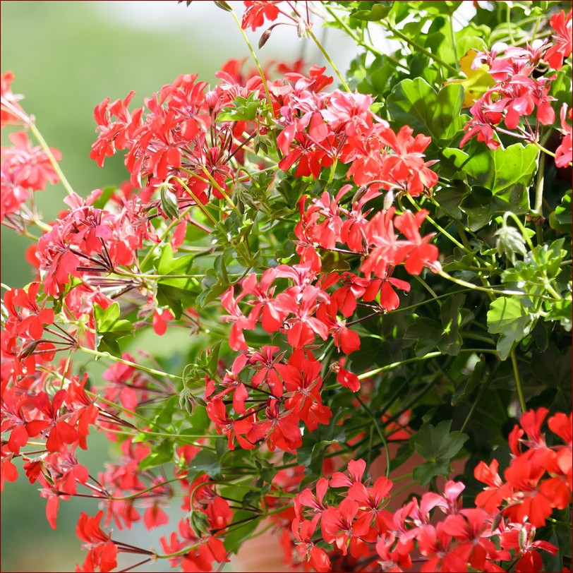 Pelargonie zwisające sadzonki - Sekrety pięknych, bujnych kwiatów przez cały sezon