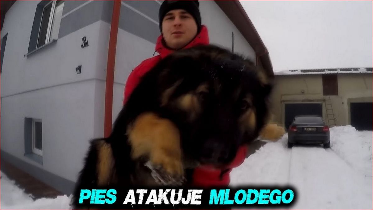 Pies atakuje drugiego psa w domu? Poznaj przyczyny i skuteczne rozwiązania