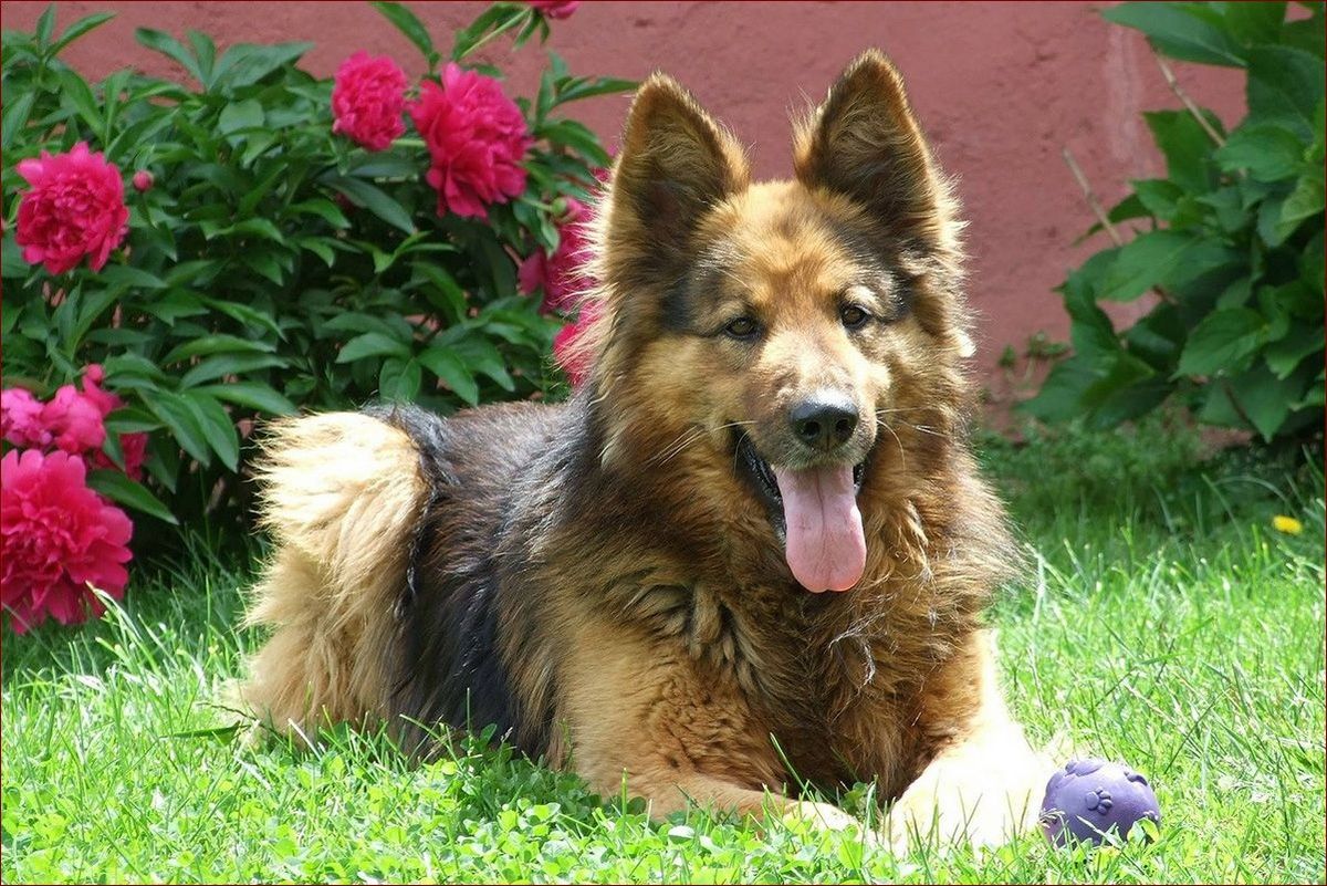 Pies do domu z ogrodem - Przewodnik po idealnym wyborze towarzysza na cztery łapy