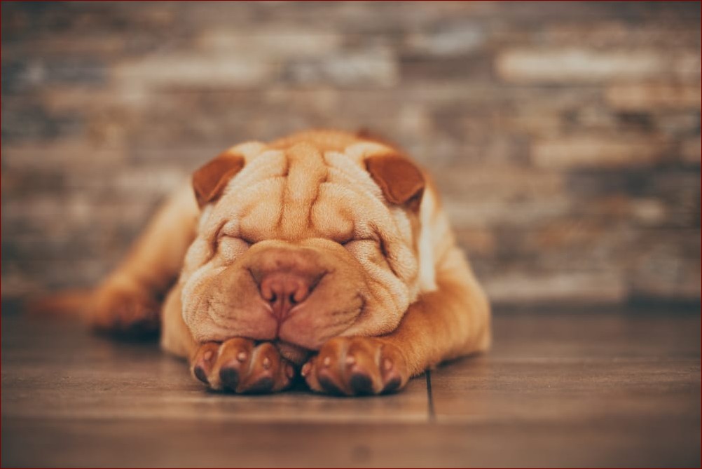 Pies shar pei: Odkryj tajemnice jednej z najwspanialszych ras psów na świecie