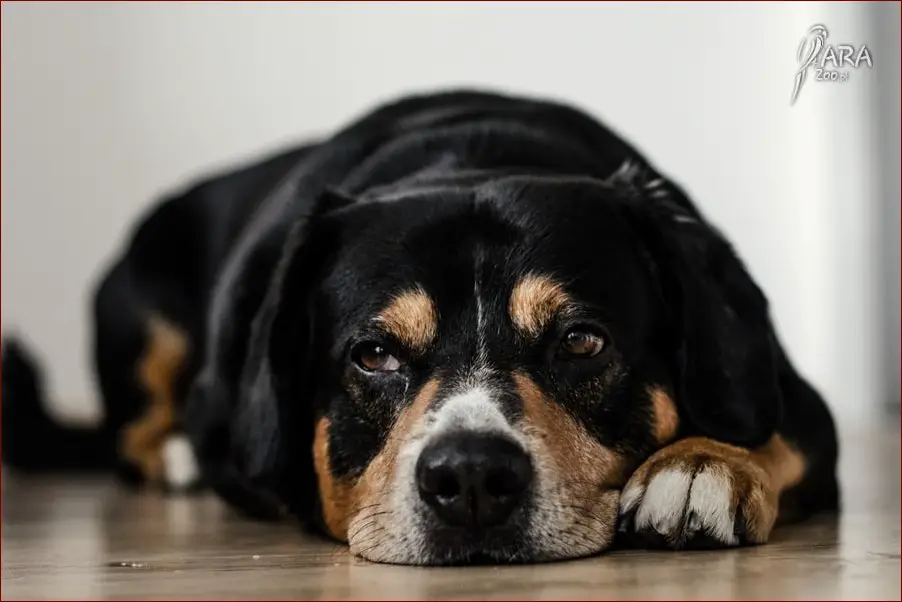 Pies się trzęsie? Poznaj 7 możliwych przyczyn i jak mu pomóc