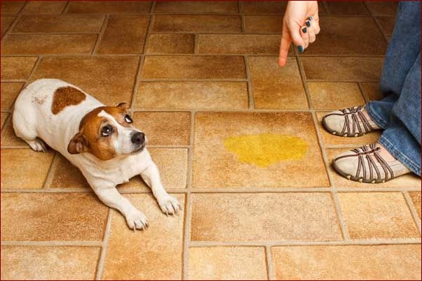 Pies sika w domu? Koniec z tymi kłopotami! Poznaj 7 sposobów na skuteczne rozwiązanie problemu