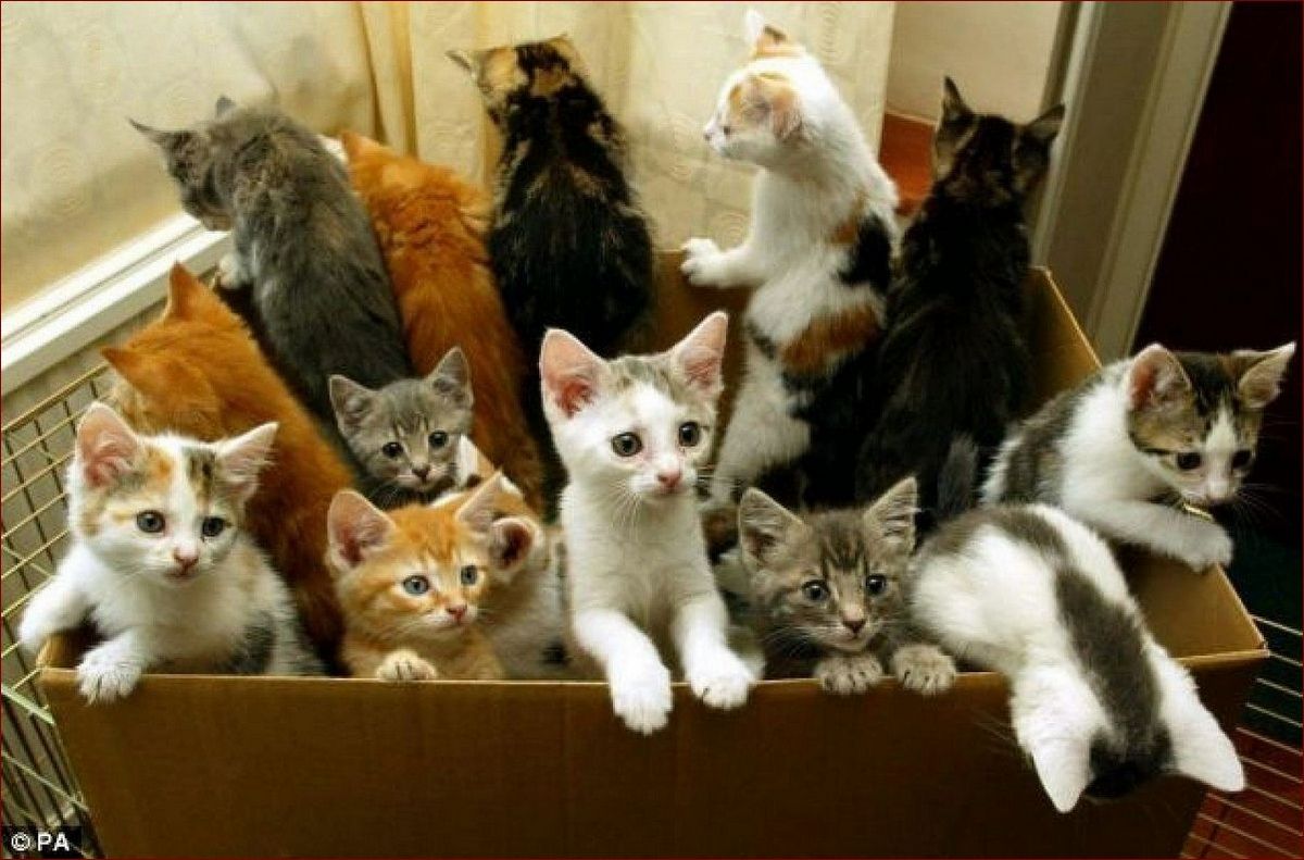 Pies w klebie? Jak uratować zwierzaka i zapobiec tej tragedii krok po kroku