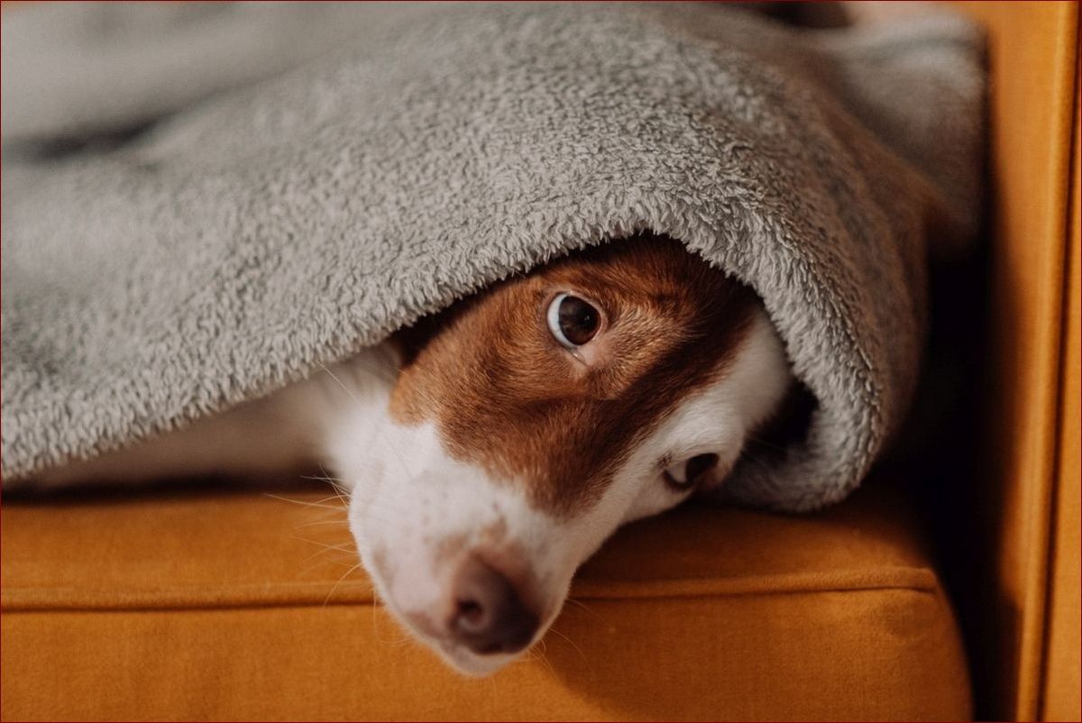 Pies wymiotuje żółcią? Sprawdź, co to oznacza i jak szybko zareagować