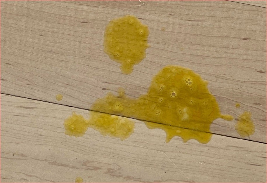 Pies wymiotuje żółcią? Sprawdź, co to oznacza i jak szybko zareagować